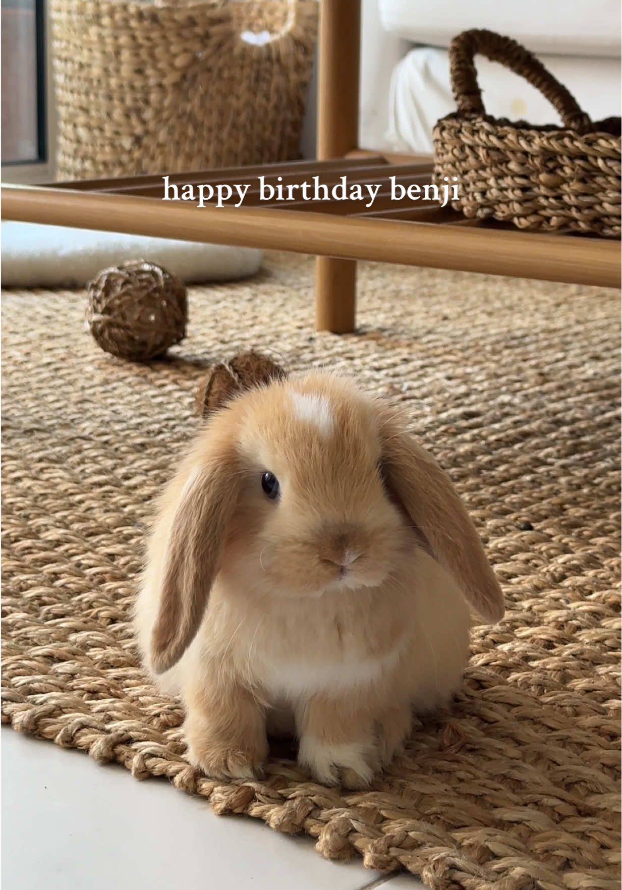 happy birthday benji  🎂🐰 #fyp #rabbit #BunnyTok #RabbitOfTikTok #CutePets #PetTok  