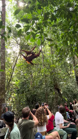 Orang utan beraksi didepan para turis mancanegara #borneo #orangutan 