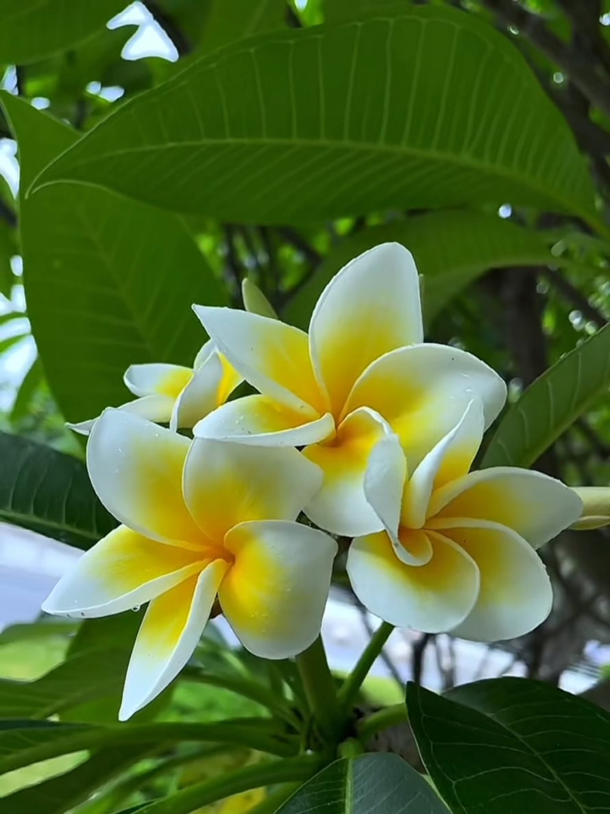 Nak bunga kemboja cantik & rimbun #gengkebun #kebun #kebuntepirumah #baja #fertilizer #soil #gardening #garden #bajapaksa #bajapaksbunga #bajaviral #bajaberkualiti #bajamurah #bajabungarimbun #bajakemboja #bajabungalebat #bungacantik #flower 