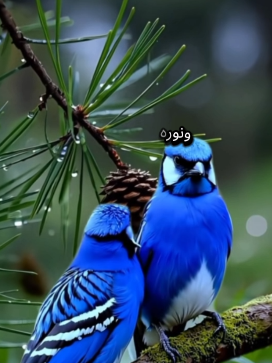 دعاء  #دعاء #قرآن #ذكر_الله #القران_الكريم #ذكر #دعاء #قران_كريم #تسبيح #استغفار#سبحان_الله_وبحمده_سبحان_الله_العظيم #اللهم_صلي_على_نبينا_محمد #ترند #اكسبلورexplore #ترندات_تيك_توك #اكسبلور  #الصلاة_على_النبي #اكسبلور  #aleisaei_1  #اكسبلور  #CapCut  #اكسبلور 