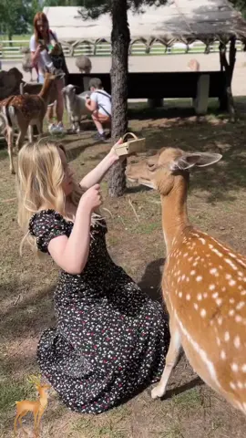 Crazy Deer#deer #deers #core #funnyanimals #petvideos #fyp #usa #longervideos #catsoftiktok #foryou 