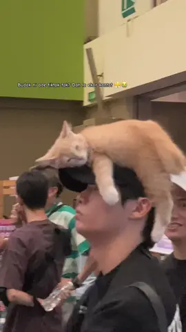 Tak kejang ke leher 😹 #catexpo @Oh My Meow Expo 