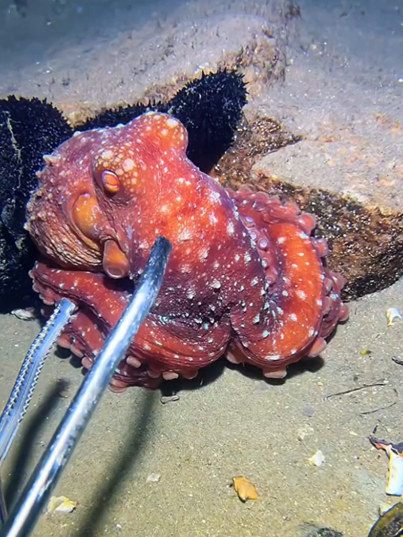 #diving #crab #catchthesea #seaside #seafood #fish #eel #lobster #seangsolofishing 