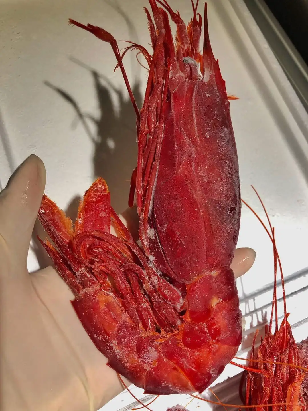แดงคาราบิเนรอส” (Carabineros Shrimp)  หรือกุ้งแดงสเปน นำเข้ามาจากประเทศสเปน 🇪🇸 ตัวกุ้งสีแดงสด เนื้อนุ่มเด้ง รสหวาน  ส่วนหัวจะมีมันเยอะรสชาติหอมไม่คาว  เหมาะกับการทานดิบ XL ขนาด 9-10 ตัว / ราคา กล่องละ 4,800 บาท L  ขนาด 12-14 ตัว/ ราคา กล่องละ 4,390 บาท #กุัง #กุ้งแดงสเปน #กุ้งคาราบิเนรอส #อาหารทะเล #กุ้งดิบ 