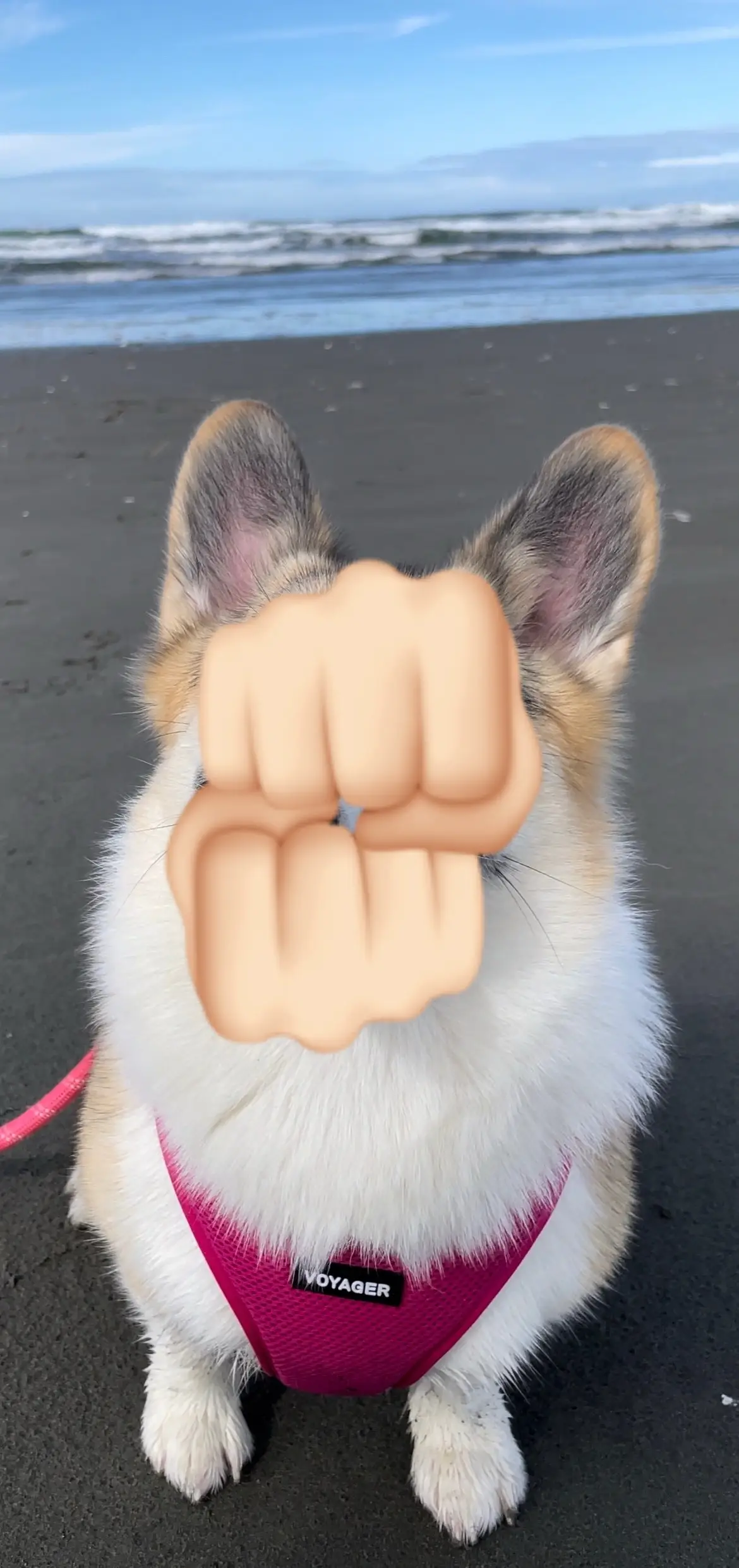 A sucker for a cutie doggo trend 🐾💕 #baby #corgi #corgipuppy #dogmom #babygirl 