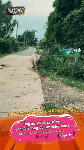 mẹ ơi mẹ ơi mẹ đâu rồi 🐃🤣 mom, mom, where are you