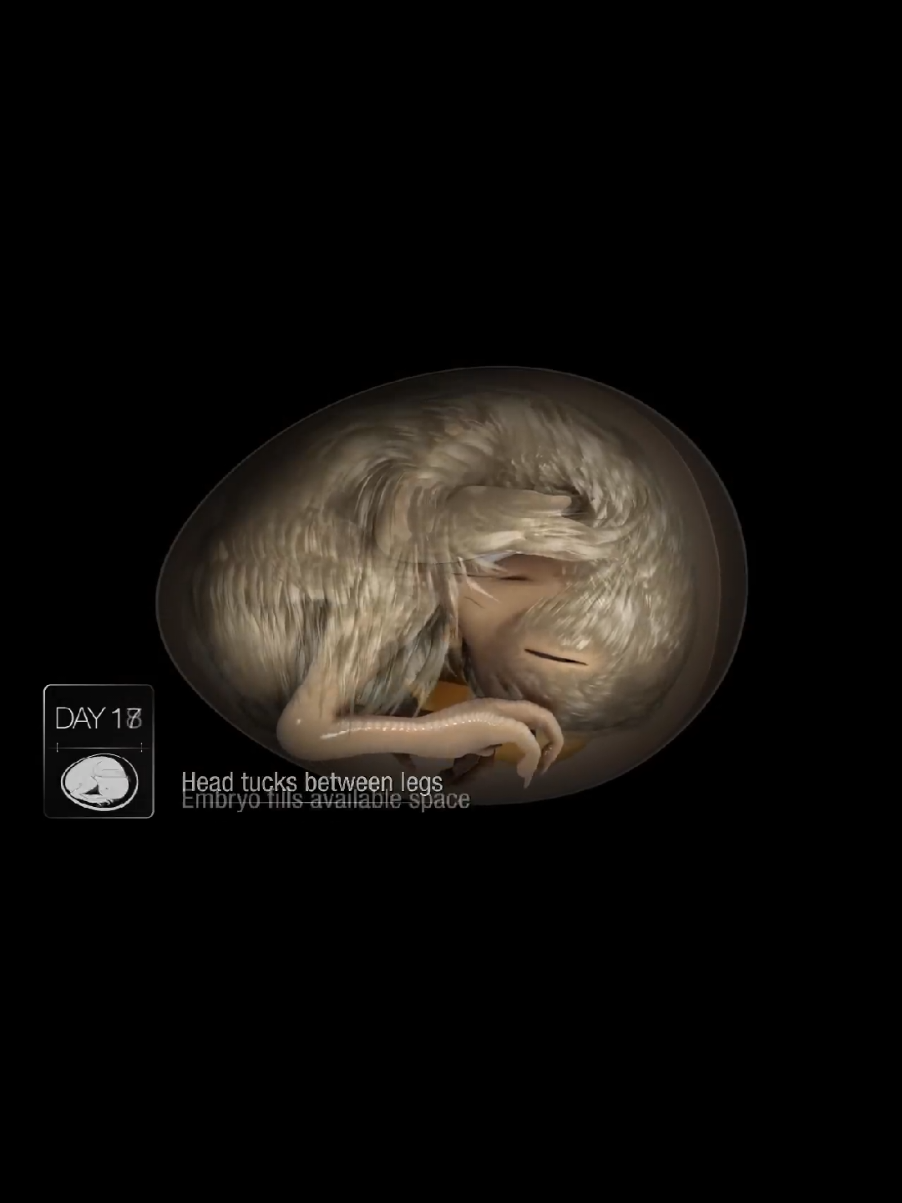 Chicken embryo formation step by step.  #foryoupage #fypシ゚  #chicktoembryo 