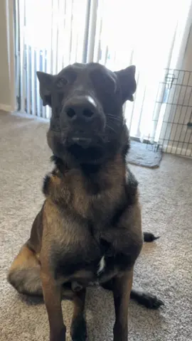 I FORGOT I HAD THIS VIDEO HAHAHAH #belgianmalinois #maligator #rescuemalinois #malinoismom #dogsoftiktok #fypシ 