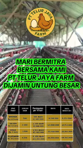 MAU MEMPUNYAI  BISNIS AYAM PETELUR  TAPI MODAL YA TIPIS  DAN TIDAK PUNYA KANDANG  MARI BERMITRA  BERSAMA KAMI  PT. TELUR JAYA FARM DIJAMIN UNTUNG BESAR  CUKUP TITIP MODAL 3,6 JT  SUDAH BISA PROFIT 10.743.000 RB .  PER 14 HARI  SUKSES BERSAMA KAMI  PT . TELUR JAYA FARM 🏢#pullet #ayam #peternaksapiindonesia #peternakayamindonesia #bismillahfyp 