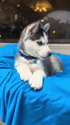 #CapCut #lobosiberiano #huskysiberiano #paratiiiiiiiiiiiiiiiiiiiiiiiiiiiiiii #viral_videos 