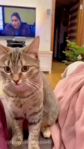 When I sneeze, my cat....#fyp #foryou #cat #petlove #catsoftiktok #catlover #funny #funnyvideos #fypage #funnycat #funnytiktok #cats