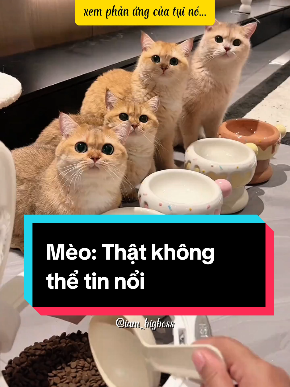 Mèo: Thật không thể tin nổi? #mèo #meow #mèocam #dễthương #đángyêu 