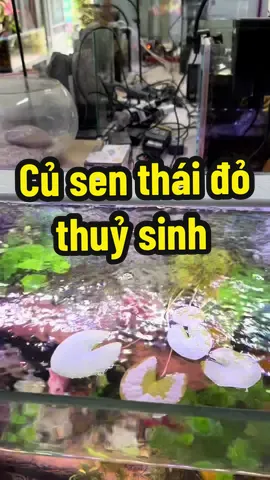 Củ sen thái đỏ thuỷ sinh, với sức sống khoẻ, ko nền ko co2 vẫn chơi đc #thuysinh #caythuysinh 