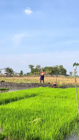 #petaniindonesia🇮🇩🇮🇩🇮🇩🌿🌿 #lewatberanda #foryoupage #ngawi24jam 