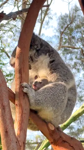 Koala joey coming out for some sunshine ☀️ #koala #koalas #koalajoey #feelnsw @australia