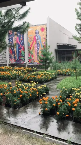 Rumah Atsiri ketika hujan turun terasa sangat sejuk, membawa ketenangan tersendiri dari rintik hujan dan aroma tanaman yang bercampur 🍃🌧️   #RumahAtsiri #Atsiri #Tawangmangu #placetogosolo 
