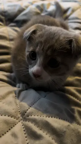 Me every morning I wake up and sss this face🥹 #goviralvideo #cutecatvideos #funnycattrends #kitten #fyp 