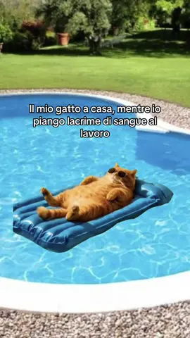 #Meme #MemeCut #gattiditiktok #gatti #vitadagatti 