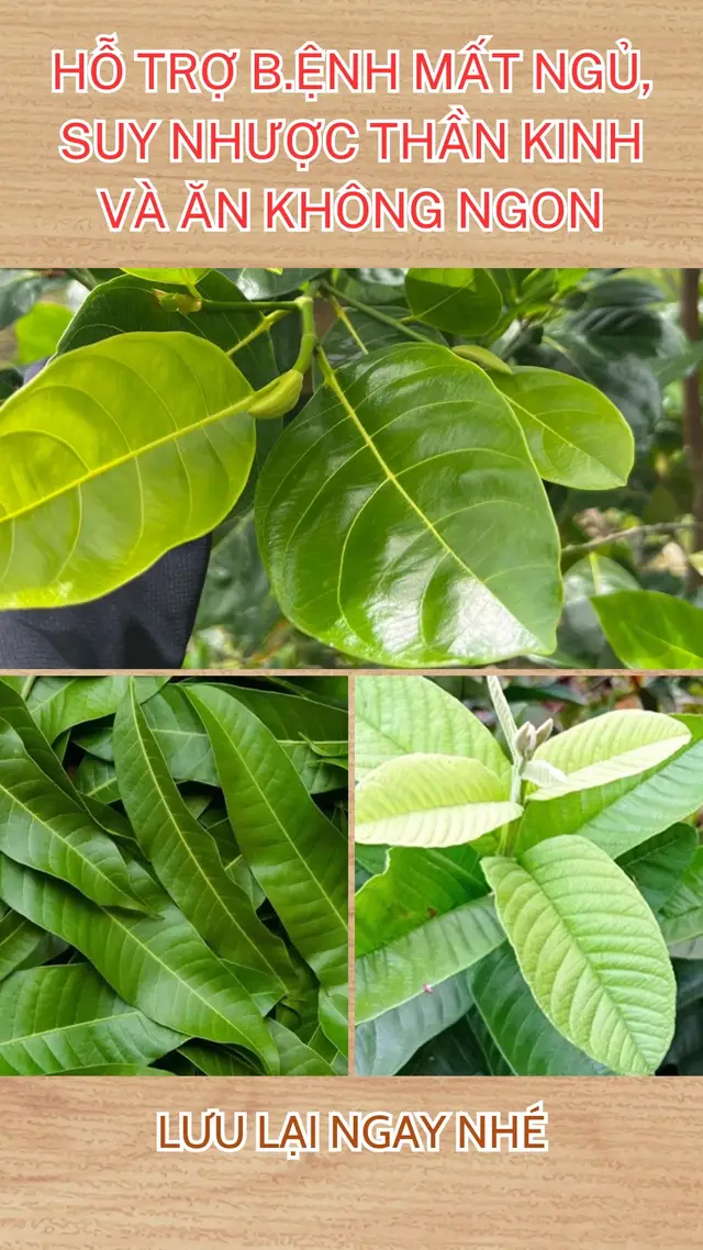 #matngu #suynhuocthankinh #suckhoe #meodangian #baithuocdangian #thinhhanh #thaoduocquanhta #xuhuong #caythuocvuonnha #hienmocduoc 