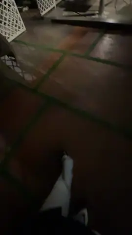 #luckyfxog 