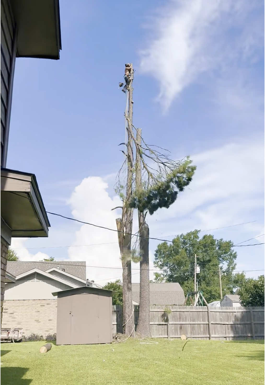 An aerial logging mishap #satisfying #giant #tree #asmr #oddlysatisfying #fyp 