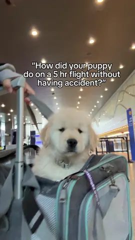 I was expecting potty in the carrier and lots of cleanup. But baby Hugo did amazing!! #goldenretriever #baby #puppyonboard #bestdog 