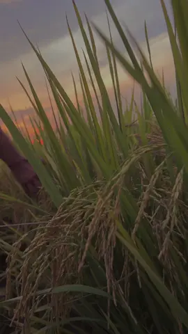 My name is Maximus Decimus Meridius, commander of the Armies of the North, General of the Felix Legions, loyal servant to the true emperor, Marcus Aurelius. Father to a murdered son, husband to a murdered wife. And I will have my vengeance, in this life or the next #gladiator #filmscene #sunset #hanszimmer #nowwearefree 