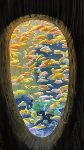 Đi Thuỷ Cung Lotte cùng đàn em thơ 🐠🐬🐋🦦#thuỷcunglotteworldhànội 