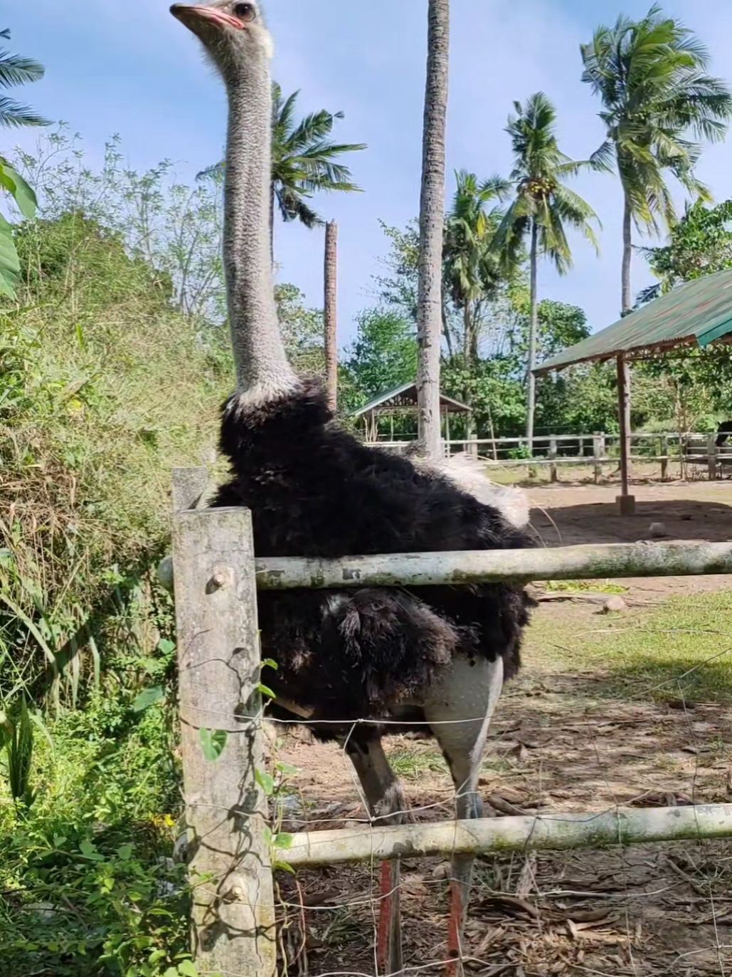 ostrich facts #tiktok #fyppppppppppppppppppppppp 