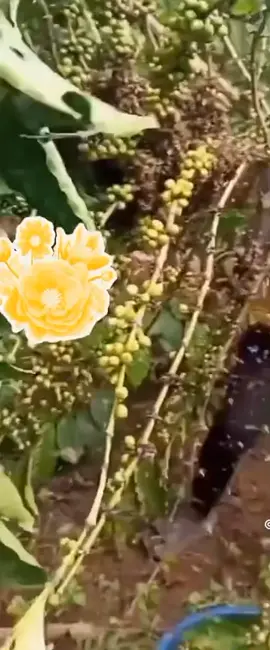 #uganda 