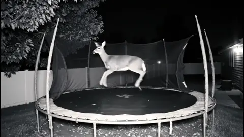 Deer energetically jumping on a backyard trampoline. #deer #trampoline 