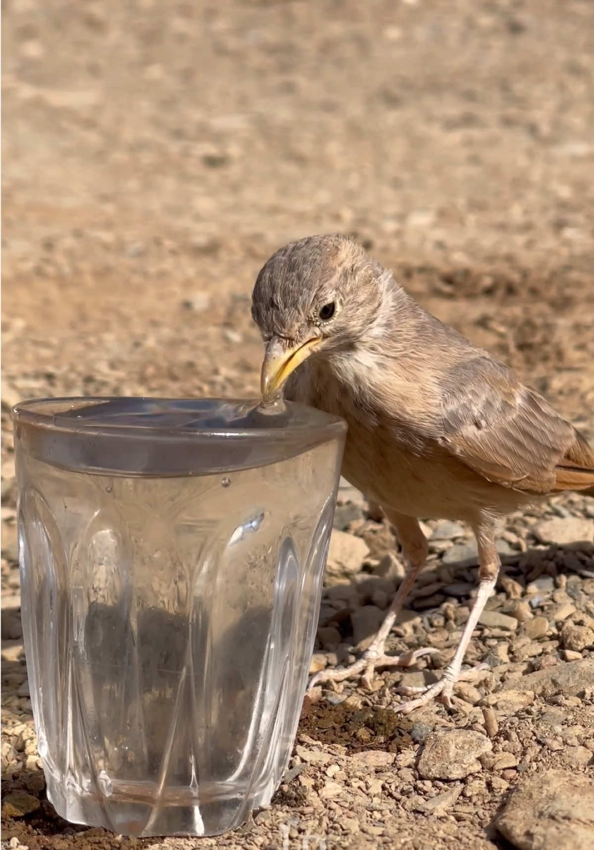 أفضل الصدقات هي سقيا الماء 💧 «الرَّاحِمُونَ يَرْحَمُهمُ الرَّحمنُ، ارحَمُوا أهلَ الأرضِ يَرْحْمْكُم مَن في السّماء».  #تصويري #صدقة #عصفور #البر #فوتوغرافي #شعب_الصيني_ماله_حل😂😂 #fyp 