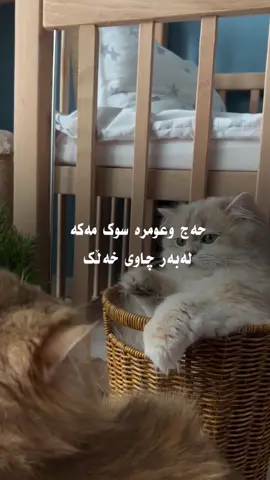 🥺🤍#run4ky #catlover 