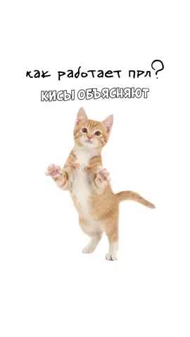 Как работает ПРЛ? Кисы объясняют😽