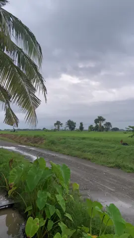 #vibes #province #rainyday #viral #trending 