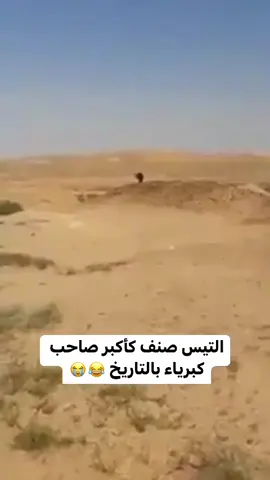 #wild #البريه #اكسبلورexplore #الصحراء #الذئاب 