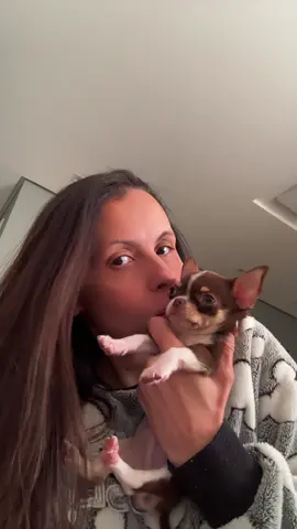 Agora as minhas manhãs começam assim❤️ #chihuahua #chihuahuafanclub #chihuahuas #pet #dog #Love #fyp 