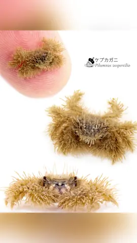 ケブカガニのあかちゃん！！
