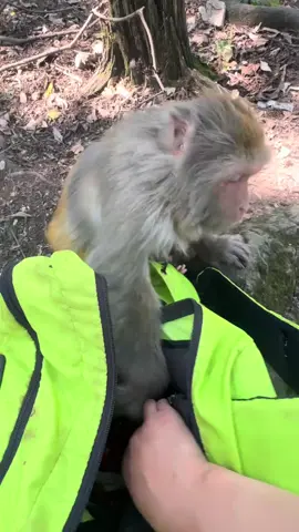 Uncle Monkey didn’t realize the seriousness at first, but later he became a big-mouthed monkey  #MonkeyBusiness #CuteMonkeys #WildlifeAdventures #MonkeyMagic #AnimalLovers #NatureVibes #PrimatesOfTikTok #FunnyMonkeys #WildlifePhotography #TikTokBusinessCampaign 