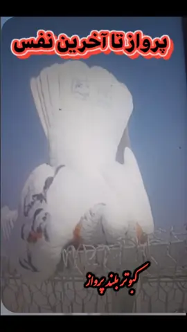 🇮🇷
