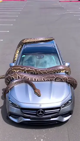 This massive python climbed onto the car and gave it such a strong hug that it crushed the vehicle like a giant press! The snake control team is in shock — they definitely didn’t see that coming 😱🐍 #crash #wow #snake #fail #car         