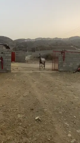 #خيل_وخياله🐎 #الخيل_عشق_لاينتهي🐎❤️ #خيل_عربي_اصيل #المخواه_ 