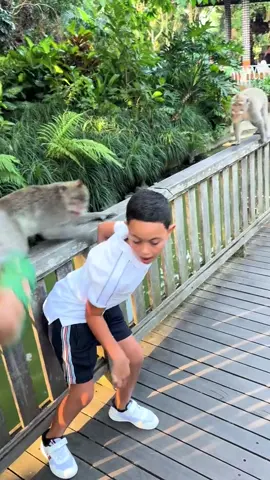 #ubud #monkeyforest #monkey #funnyvideos 