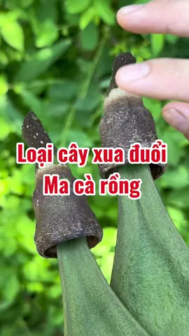 Loại cây của đuổi ma cà rồng #Trieuthimay #LearnOnTikTok #cuocsongthuongngay 