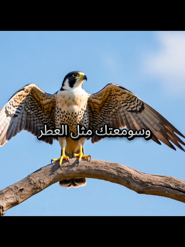 ##عباراتكم_الفخمه📿📌 #شيلات_حماسيه #شيلات_فخمة❤️ #عباراتكمـــ #الشاهين_ليس_له_مثيل #