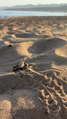 📍Lara Beach, Cyprus. #turtle#hatching #cyprus #pafos #baby 