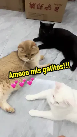 Estoy planteando ir a la fábrica directa de los accesorios para mascotas, sígueme para conocer mas informaciones ❤️ #gatos #gatitos #gatostiktok #cat #catsoftiktok #catlover #pet #mascotas #perritos #perros #dog #negocios #yiwu #china #importaciones #humor #fyp #parati #viral #yiwucompras 