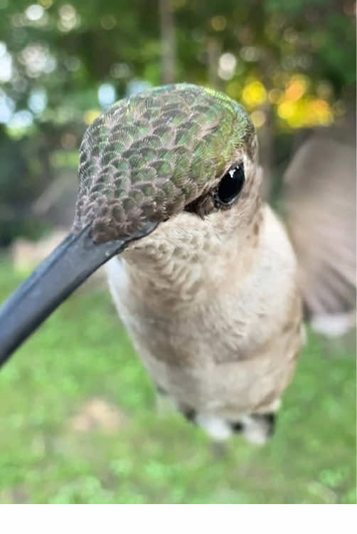 Happy hummingbird.#animal #happy #foryou #usa🇺🇸 #funnyvideo #cute 