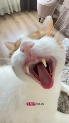 #рекомендации #кошка #cats #животные 