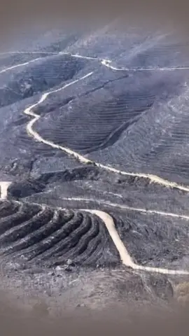Ağaç Hayvan İnsan Hepsi Vardı Artık Yok..